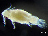  ( - HMSC174-03623)  @11 [ ] by-nc-sa  Unspecified Huntsman Marine Science Centre