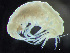  (Gracilipleustes gracilis - HMSC174-03628)  @11 [ ] by-nc-sa  Unspecified Huntsman Marine Science Centre