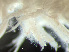  (Haploops fundiensis - HMSC174-03712)  @11 [ ] by-nc-sa  Unspecified Huntsman Marine Science Centre
