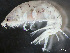  ( - HMSC174-03717)  @11 [ ] by-nc-sa  Unspecified Huntsman Marine Science Centre
