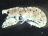  ( - HMSC174-03719)  @11 [ ] by-nc-sa  Unspecified Huntsman Marine Science Centre