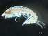  ( - HMSC174-03720)  @11 [ ] by-nc-sa  Unspecified Huntsman Marine Science Centre