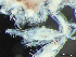  ( - HMSC174-03722)  @11 [ ] by-nc-sa  Unspecified Huntsman Marine Science Centre