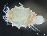  ( - HMSC174-03724)  @11 [ ] by-nc-sa  Unspecified Huntsman Marine Science Centre