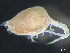  ( - HMSC174-03730)  @11 [ ] by-nc-sa  Unspecified Huntsman Marine Science Centre