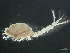  ( - HMSC174-03762)  @11 [ ] by-nc-sa  Unspecified Huntsman Marine Science Centre
