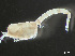  ( - HMSC174-03764)  @11 [ ] by-nc-sa  Unspecified Huntsman Marine Science Centre