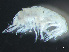  ( - HMSC174-03778)  @11 [ ] by-nc-sa  Unspecified Huntsman Marine Science Centre