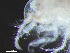  ( - HMSC174-03779)  @11 [ ] by-nc-sa  Unspecified Huntsman Marine Science Centre