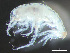  ( - HMSC174-03779)  @11 [ ] by-nc-sa  Unspecified Huntsman Marine Science Centre