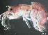  ( - HMSC174-03791)  @11 [ ] by-nc-sa  Unspecified Huntsman Marine Science Centre