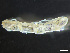  (Ptilanthura - HMSC174-03797)  @11 [ ] by-nc-sa  Unspecified Huntsman Marine Science Centre