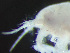  ( - HMSC174-03799)  @11 [ ] by-nc-sa  Unspecified Huntsman Marine Science Centre