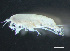  ( - HMSC174-03799)  @11 [ ] by-nc-sa  Unspecified Huntsman Marine Science Centre