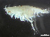  ( - HMSC174-03821)  @11 [ ] by-nc-sa  Unspecified Huntsman Marine Science Centre