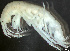  ( - HMSC174-03935)  @11 [ ] by-nc-sa  Unspecified Huntsman Marine Science Centre