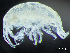  ( - HMSC174_03996)  @11 [ ] by-nc-sa  Unspecified Huntsman Marine Science Centre