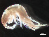  ( - HMSC174_03997)  @11 [ ] by-nc-sa  Unspecified Huntsman Marine Science Centre