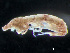  ( - HMSC174_04008)  @11 [ ] by-nc-sa  Unspecified Huntsman Marine Science Centre