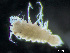  ( - HMSC174_04013)  @11 [ ] by-nc-sa  Unspecified Huntsman Marine Science Centre