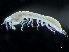  (Typhlotanaidae - HMSC174_04016)  @11 [ ] by-nc-sa  Unspecified Huntsman Marine Science Centre