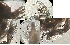  ( - HMSC174-04041)  @11 [ ] by-nc-sa  Unspecified Huntsman Marine Science Centre