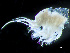  ( - HMSC174-04041)  @11 [ ] by-nc-sa  Unspecified Huntsman Marine Science Centre