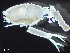  ( - HMSC174-04124)  @11 [ ] by-nc-sa  Unspecified Huntsman Marine Science Centre