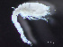  ( - HMSC174-04125)  @11 [ ] by-nc-sa  Unspecified Huntsman Marine Science Centre