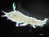  ( - HMSC174-04196)  @11 [ ] by-nc-sa  Unspecified Huntsman Marine Science Centre