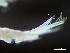  ( - HMSC174-04197)  @11 [ ] by-nc-sa  Unspecified Huntsman Marine Science Centre