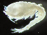  ( - HMSC174-04197)  @11 [ ] by-nc-sa  Unspecified Huntsman Marine Science Centre