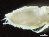  ( - HMSC174-04209)  @11 [ ] by-nc-sa  Unspecified Huntsman Marine Science Centre