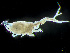  ( - HMSC174-04212)  @11 [ ] by-nc-sa  Unspecified Huntsman Marine Science Centre