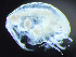  ( - HMSC174-04270)  @11 [ ] by-nc-sa  Unspecified Huntsman Marine Science Centre