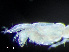  ( - HMSC174-04272)  @11 [ ] by-nc-sa  Unspecified Huntsman Marine Science Centre