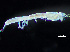  ( - HMSC174-04272)  @11 [ ] by-nc-sa  Unspecified Huntsman Marine Science Centre