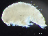  ( - HMSC174-04277)  @11 [ ] by-nc-sa  Unspecified Huntsman Marine Science Centre