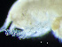  ( - HMSC174-04278)  @11 [ ] by-nc-sa  Unspecified Huntsman Marine Science Centre