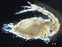  ( - HMSC174-04302)  @11 [ ] by-nc-sa  Unspecified Huntsman Marine Science Centre