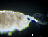 ( - HMSC174-04308)  @11 [ ] by-nc-sa  Unspecified Huntsman Marine Science Centre