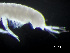  ( - HMSC174-04309)  @11 [ ] by-nc-sa  Unspecified Huntsman Marine Science Centre
