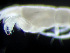  ( - HMSC174-04309)  @11 [ ] by-nc-sa  Unspecified Huntsman Marine Science Centre