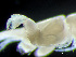  ( - HMSC174-04310)  @11 [ ] by-nc-sa  Unspecified Huntsman Marine Science Centre