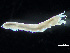  ( - HMSC174-04311)  @11 [ ] by-nc-sa  Unspecified Huntsman Marine Science Centre
