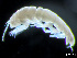  ( - HMSC174-04312)  @11 [ ] by-nc-sa  Unspecified Huntsman Marine Science Centre