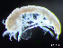  ( - HMSC174-04314)  @11 [ ] by-nc-sa  Unspecified Huntsman Marine Science Centre