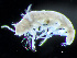  ( - HMSC174-04315)  @11 [ ] by-nc-sa  Unspecified Huntsman Marine Science Centre