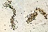  ( - HMSC174-04317)  @11 [ ] by-nc-sa  Unspecified Huntsman Marine Science Centre