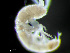  ( - HMSC174-04335)  @11 [ ] by-nc-sa  Unspecified Huntsman Marine Science Centre